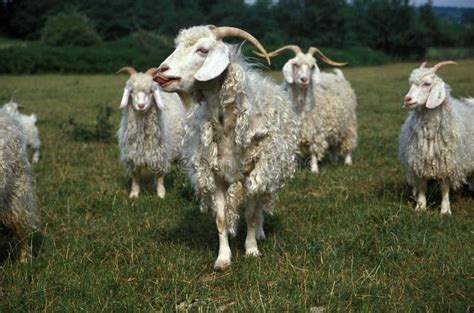 Angora Goat, Breed Producing Mohair Wool Stock Photo - Image of agriculture, breed: 195877014