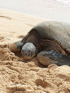 What does the Hawaiian Honu Symbolize? - Aloha Island Lei