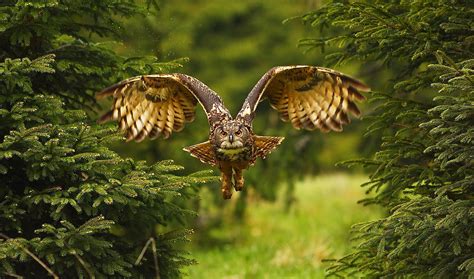 10 Fascinating Facts About Owls Not Many People Know - WorldAtlas