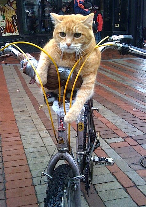 Funny Animals On Bike Beautifull Pictures And Wallpapers | Funny And ...