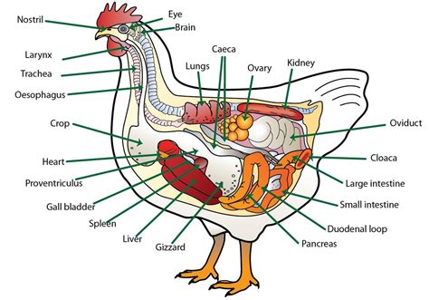 Digestion- You're on the Right Tract - Poultry vs. Ruminant and Non-Ruminant