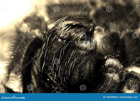 Tarantula Brachypelma Smithi Stock Photo - Image of home, molting: 150598420