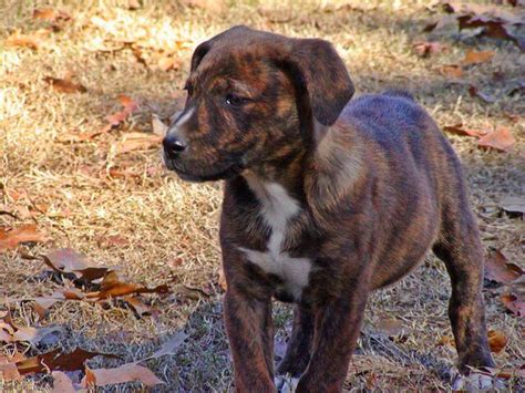 13 best Catahoula Cur Dogs images on Pinterest | Catahoula cur, Doggies and Pup