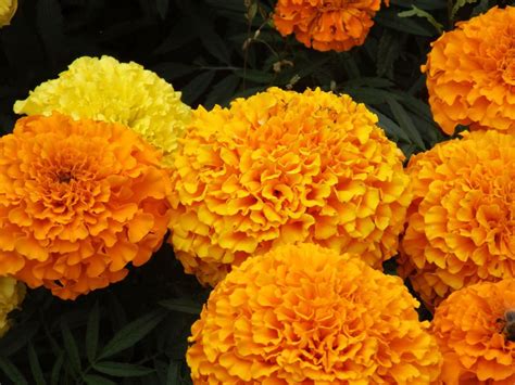 How to Grow Marigold Plants