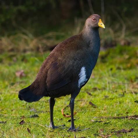 Species of the Derwent | Derwent Estuary Program