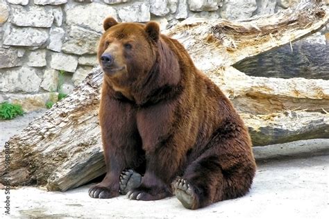 Large russian brown bear Stock Photo | Adobe Stock