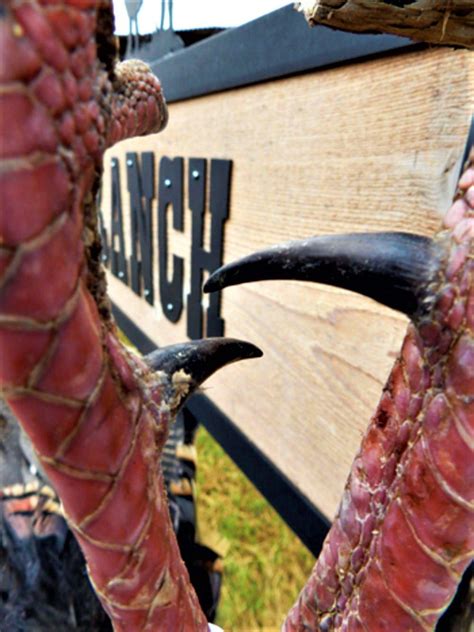 Turkey Hunting: How to Age a Gobbler by Spur Length - Realtree Camo