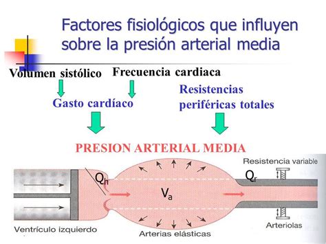 Presion Arterial Media Que Es - IMAGESEE