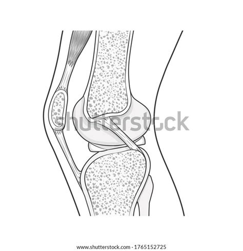 Sagittal Section Through Trochlear Groove Knee Stock Illustration ...