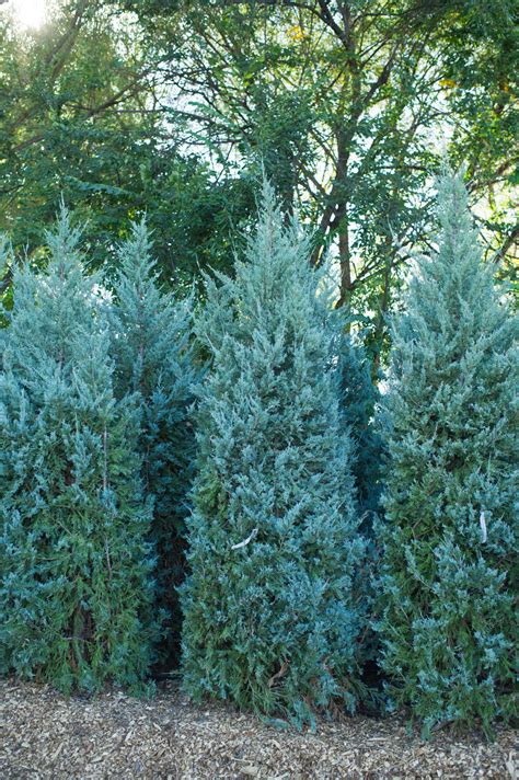 JUNIPER WICHITA BLUE For Sale in Boulder Colorado