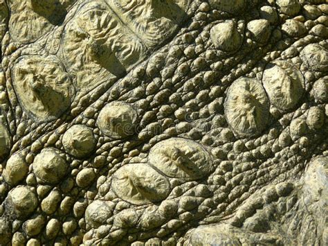 Crocodile skin stock image. Image of pattern, crocodile - 9876283