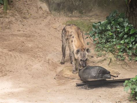 Hyena Eating stock image. Image of reserve, kenya, scavenger - 14285783