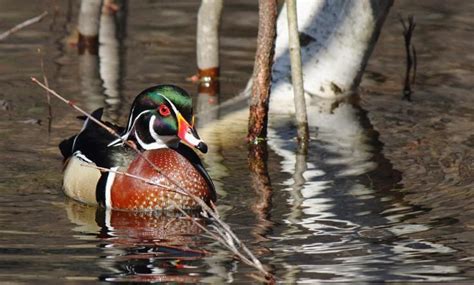 Wood Duck Hunting Dos and Don'ts | Wood ducks, Waterfowl hunting, Duck hunting