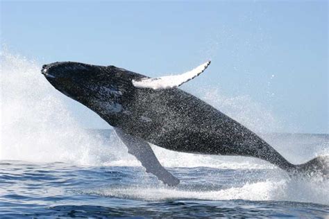 SARANA PENDIDIKAN DAN INFORMASI: Paus biru (Balaenoptera musculus)