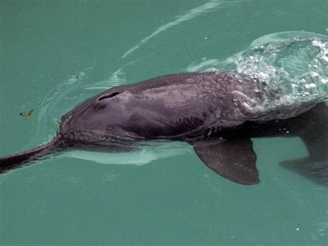 19 Gangetic Dolphins Spotted On Ganga River Stretch In Fatehpur - India ...