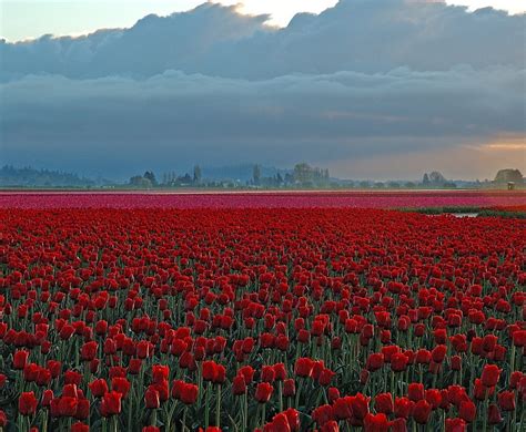 Tulip field, The Netherlands photo on Sunsurfer