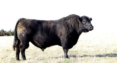 Angus Bulls For Lease | Cattle Rental For Breeding | Jorgensen Farms