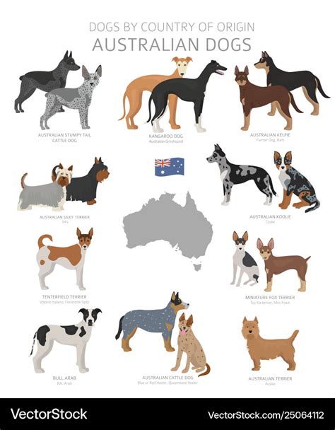 Dogs country origin australian dog breeds Vector Image