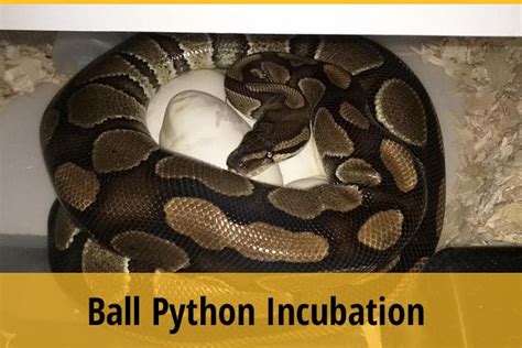 Ball Python Incubation - Temperature And Humidity Guide | ZooAwesome