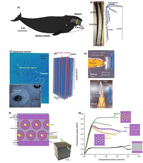 Scientists unlock structural secrets of whale baleen