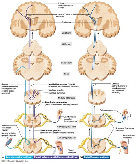 69 Best Of What Is The Fasciculus Gracilis - insectza