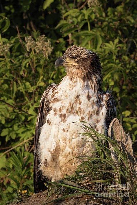 Juvenile Bald Eagle Photograph by Rob Daugherty