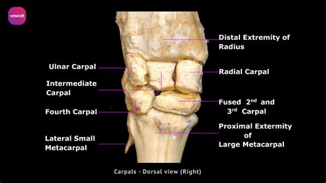 Radius Bone In Animals