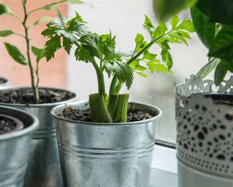 How and When to Harvest Celery – Bountiful Gardener