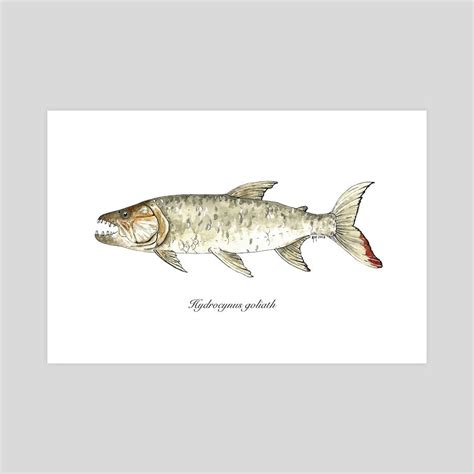 Hydrocynus goliath - Goliath Tiger Fish, an art print by Rene Martin ...