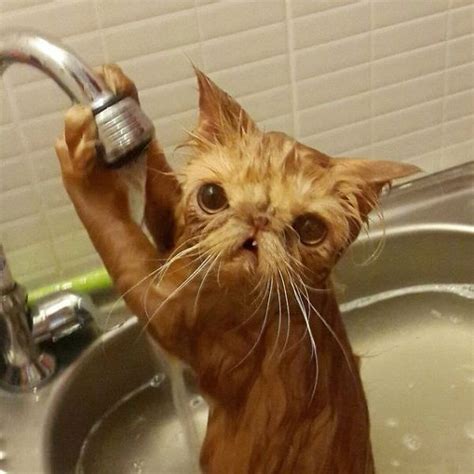 24 Crazy Cats That Love Water And Broke All The Rules