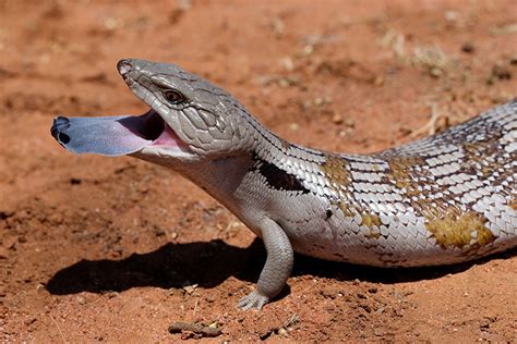 A Comprehensive Guide to Blue-Tongued Skink Care - Currumbin Valley Bird, Reptile & Exotic ...