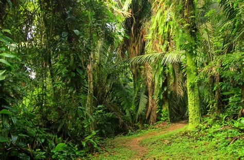 Cockscomb Basin Wildlife Sanctuary - SuperBelize