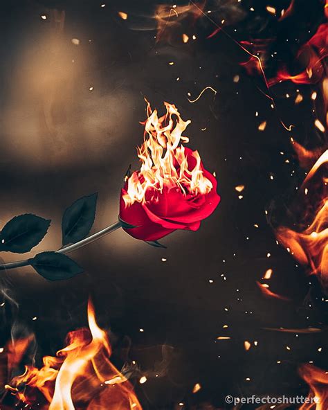 720P free download | Burning rose, fire, HD phone wallpaper | Peakpx