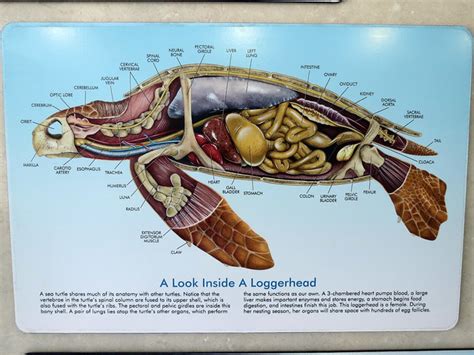 turtle anatomy | The Turtle Hospital, Marathon, FL www.turtl… | Flickr ...