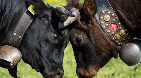 Cow fighting in Switzerland: another silly human sport | Mary Scully ...