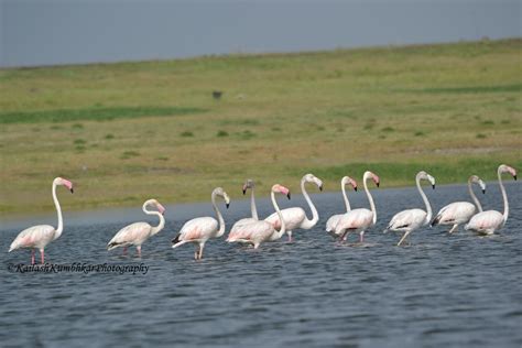 10 Lake and Sanctuaries to See Flamingo Bird in India