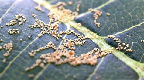 Insect Eggs On Leaves — Whose Are They?