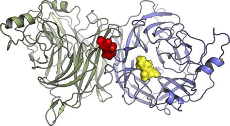 Structural overview of the homodimeric HN protein's globular head. The ...