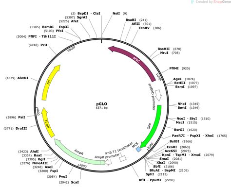 pGLO Sequence and Map