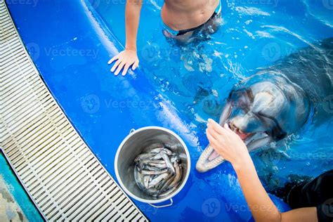 Top view hands feed dolphin with fish from bucket by swimming pool 10451506 Stock Photo at Vecteezy