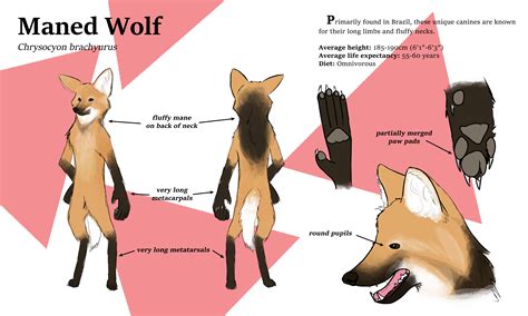 Maned Wolf (UFP ref sheet) — Weasyl