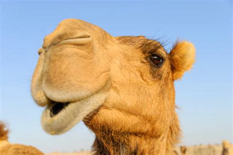 Camel Hoof Stock Photos, Pictures & Royalty-Free Images - iStock