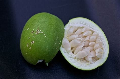 Maypop fruit | Fruit plants, Fruit, Fruit trees