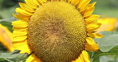 Easy Homemade Substitute for Sunflower Seeds 2023 - AtOnce