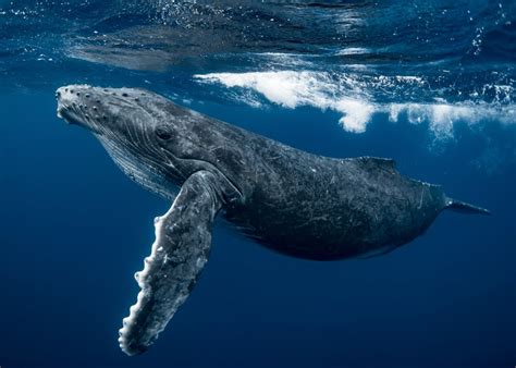 Fact File: Humpback whale (Megaptera novaeangliae) - Australian Geographic