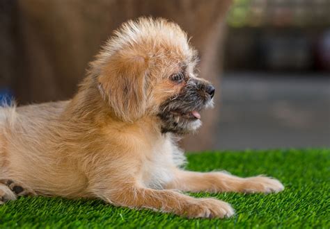 15 Cutest Shih-Poo Haircuts To Ask Your Groomer To Try