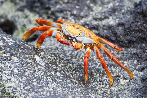 What Is a Crustacean - Information on Crustaceans