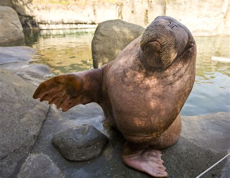 One of the star attractions at Point Defiance Zoo & Aquarium is E.T. the Walrus. In 1982, oil ...