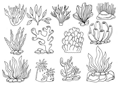 Free Sea Plants Coloring Pages