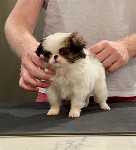 Japanese Chin Puppies For Sale In Arkansas